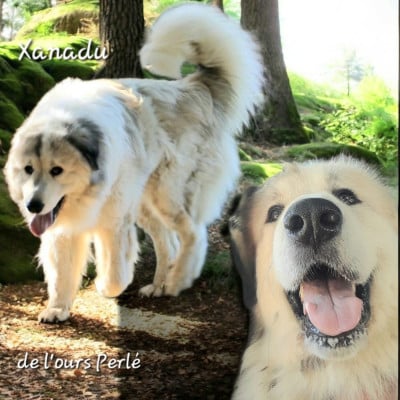 Étalon Chien de Montagne des Pyrenees - Xanadu de l'ours perlé