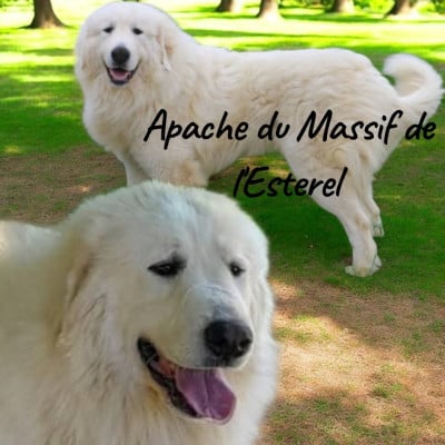Étalon Chien de Montagne des Pyrenees - Apache Du Massif De l'Esterel