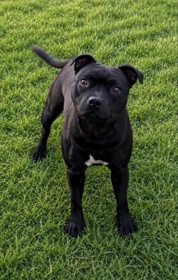 Étalon Staffordshire Bull Terrier - Royal and Legendary Avalanche of happiness