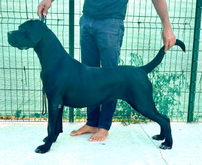 Étalon Cane Corso - Alata des Gardiens de Maelys