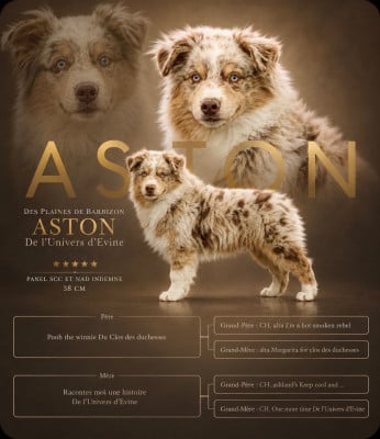 Étalon Berger Américain Miniature  - APY ASTON De l'Univers d'Evine