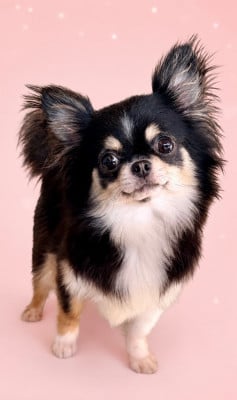 Étalon Chihuahua - Une si jolie création Des Minis Boss
