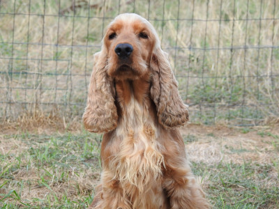 Étalon Cocker Spaniel Anglais - Umi De L'étang Au Miroir
