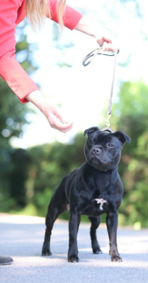 Étalon Staffordshire Bull Terrier - All my dream aka assia Of Black Lovely Staffie