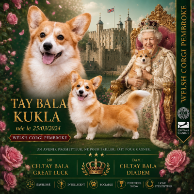 Étalon Welsh Corgi Pembroke - tay bala Kukla -créative doll