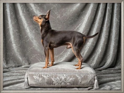 Étalon Russkiy Toy (Petit Chien Russe) - TR. CH. Tchaikovsky dit tchaï By Bidule