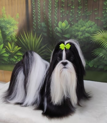 Étalon Shih Tzu - CH. Vogue's new égérie De l'encre de chine