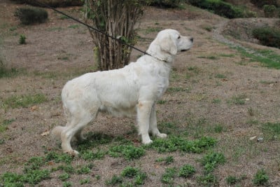 Étalon Golden Retriever - Val d'isère dit valy Du rivage des mille etangs
