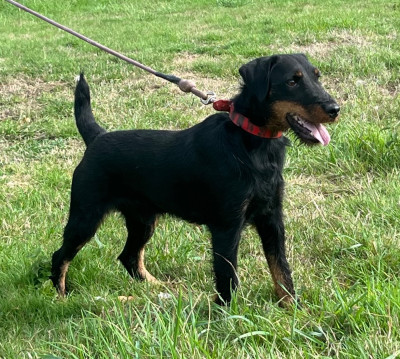 Étalon Terrier de chasse allemand - Braco sirmium