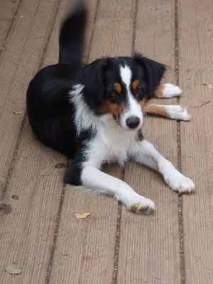 Étalon Berger Américain Miniature - Vodka black dry Des Amis De Zoé