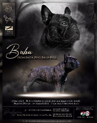 Étalon Bouledogue français - CH. Bubu from bada bing bada bull