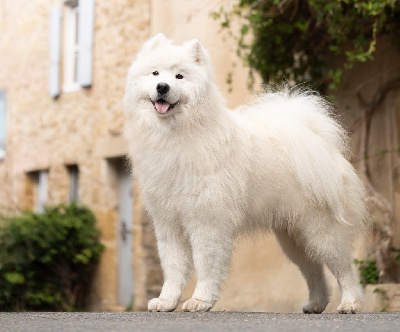 Étalon Samoyède - Urkhann thor D'Obreika