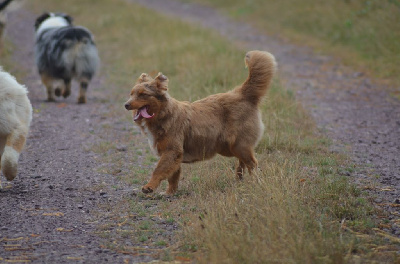 Étalon Berger Américain Miniature - Vaïana Des Légendes De L'Ouest