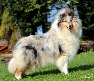 Étalon Colley à poil long - True colors Du Clos De Seawind