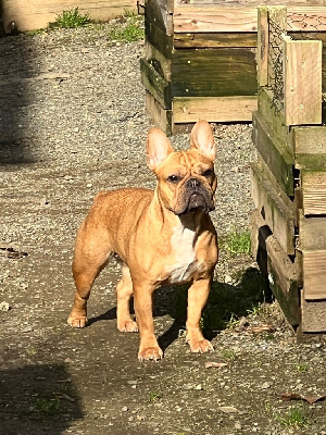 Étalon Bouledogue français - Tchikita (Sans Affixe)