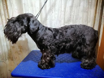 Étalon Terrier Tchèque - Vaillant bohème Des hauteurs de la sole