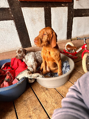 Étalon Braque hongrois à poil dur - Veyronne (Sans Affixe)