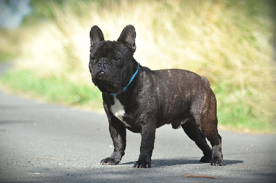 Étalon Bouledogue français - dreamlegacy Ximbo
