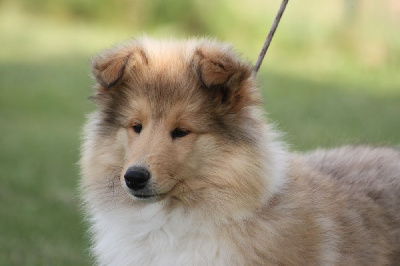 Étalon Colley à poil long - Azélie blonde Du Chemin des Randonnées