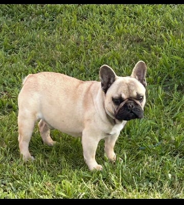 Étalon Bouledogue français - Ulysse Of Bully's Leine