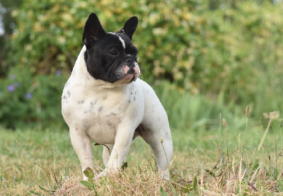 Étalon Bouledogue français - Violette des Révélations Du Marais
