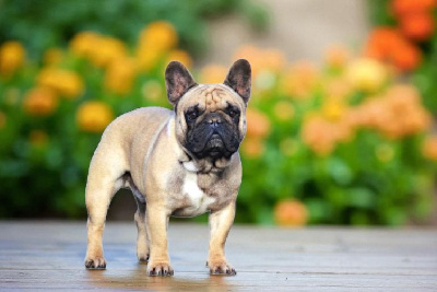 Étalon Bouledogue français - moscow favorite Marvel