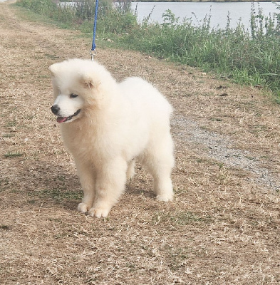 Étalon Samoyède - Amazing day ayko of Karasea