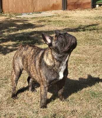 Étalon Bouledogue français - Victorine de chasteney Du Petit Doguin