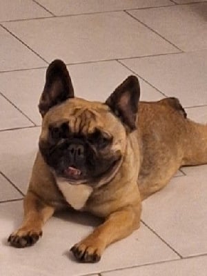 Étalon Bouledogue français - Sophie (Sans Affixe)