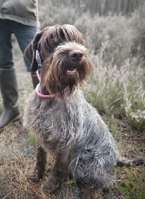 Étalon Griffon d'arrêt à poil dur Korthals - CH. Titiwaii de la Bardelierre