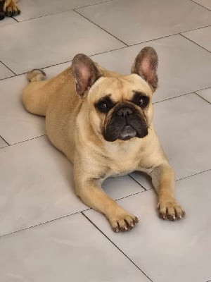 Étalon Bouledogue français - Salsa (Sans Affixe)