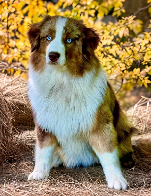 Étalon Berger Américain Miniature - U are bella du domaine de nelson