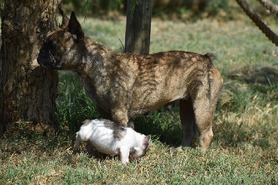 Étalon Bouledogue français - Tilka de L'Esprit d'Oréline