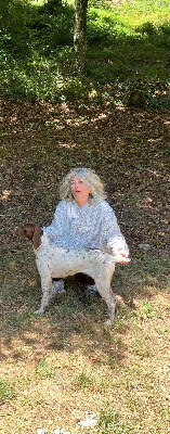 Étalon Braque français, type Pyrenees (petite taille) - Vice du Milobre de Bouisse