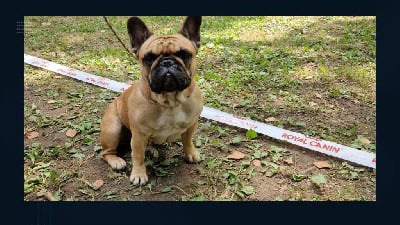Étalon Bouledogue français - Ugoline dite upsa des dobs d'arnoline