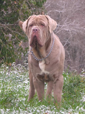 Étalon Mâtin Napolitain - Thanos (Sans Affixe)