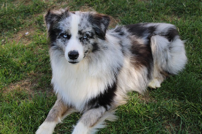 Étalon Berger Américain Miniature - moonbaby's The king voltaire