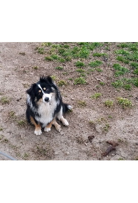 Étalon Berger Américain Miniature - Topaze Titre Initial