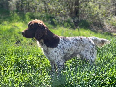 Étalon Petit Epagneul de Münster - Tanka De La Ranche Du Chêne