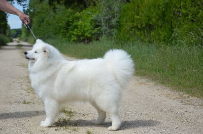 Étalon Samoyède - Vassavoir wanda of artic cobaka