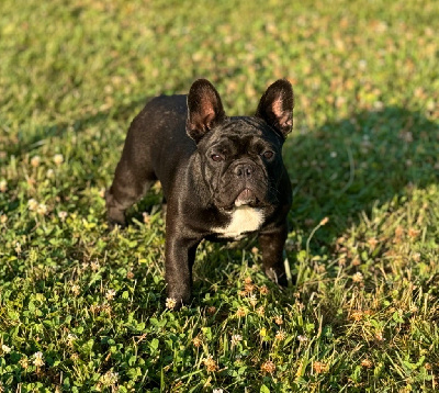 Étalon Bouledogue français - diffindo Portret & sensual (alba)