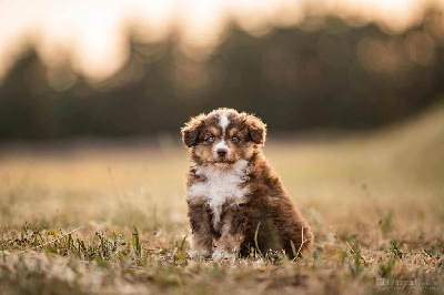 Étalon Berger Américain Miniature - Alpha blue of american madness