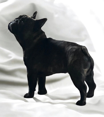 Étalon Bouledogue français - Versace du domaine de Bodaway