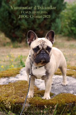 Étalon Bouledogue français - Vammatar d'Iskandar