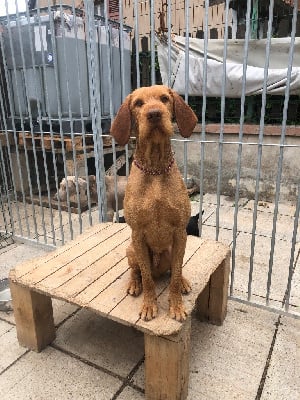 Étalon Braque hongrois à poil dur - garamparty Amper