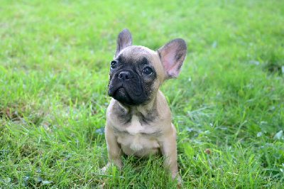 Étalon Bouledogue français - Secura des Terres du Sirius