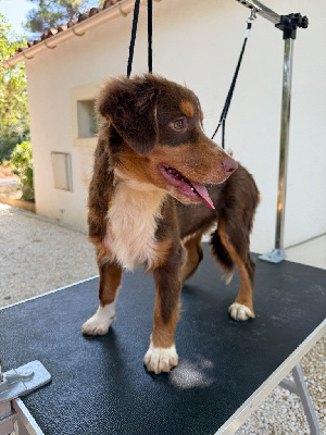 Étalon Berger Américain Miniature - Arizona des sylphes enchantées