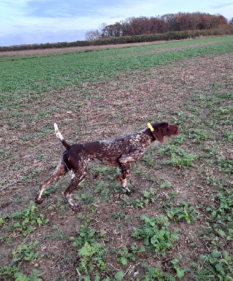 Étalon Braque allemand à poil court - Tipiak Du Rio Parana
