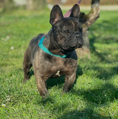 Étalon Bouledogue français - Unik marie du grand Molosse