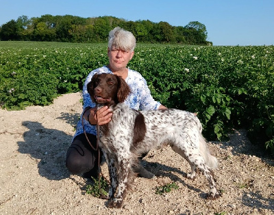 Étalon Petit Epagneul de Münster - Udzo De La Vallée De La Py